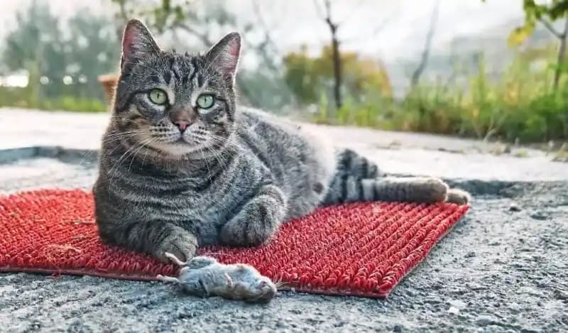 Evde Fare Problemiyle Mücadelede Kedilerin Rolü ve Etkili Çözüm Yöntemleri