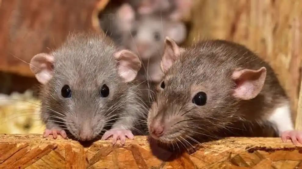 Evlerde Duvar ve Çatı Arasındaki Fare Sorunları ve Etkili Çözüm Yöntemleri