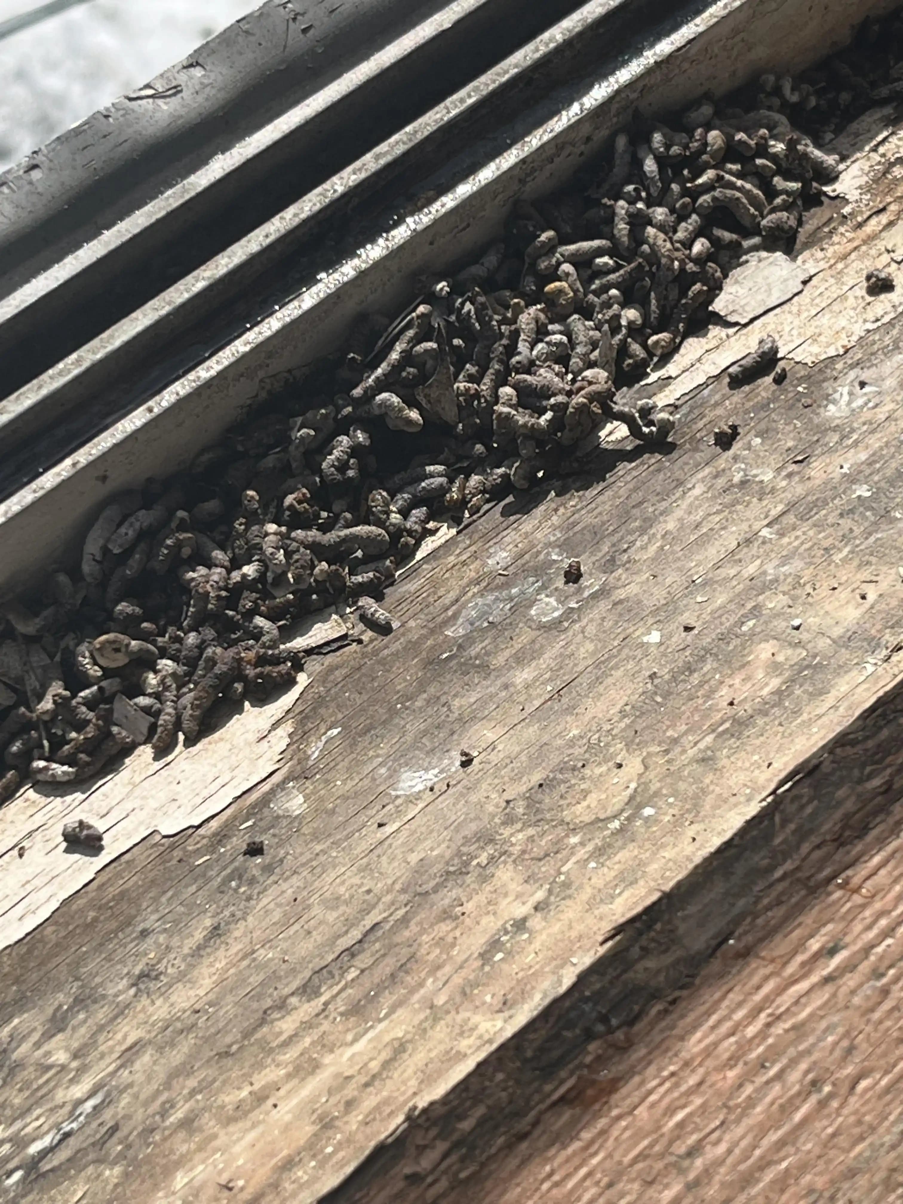 Pencere Tipi Klima Altındaki Siyah Parçalar: Yarasa Dışkısı ve Temizlik Yöntemleri