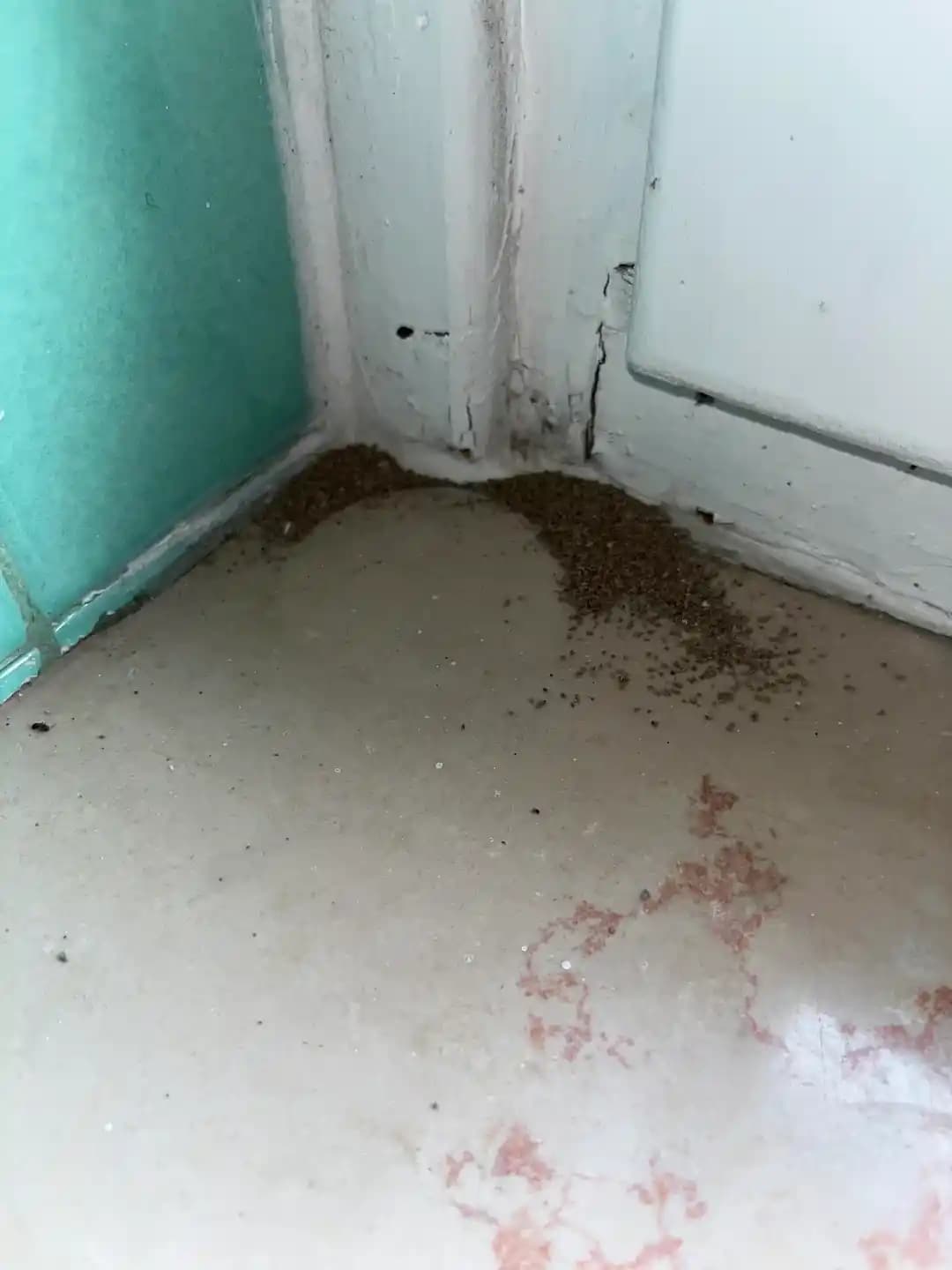 Termit ve Marangoz Karınca Hasarlarının Belirtileri ve Etkili Mücadele Yöntemleri