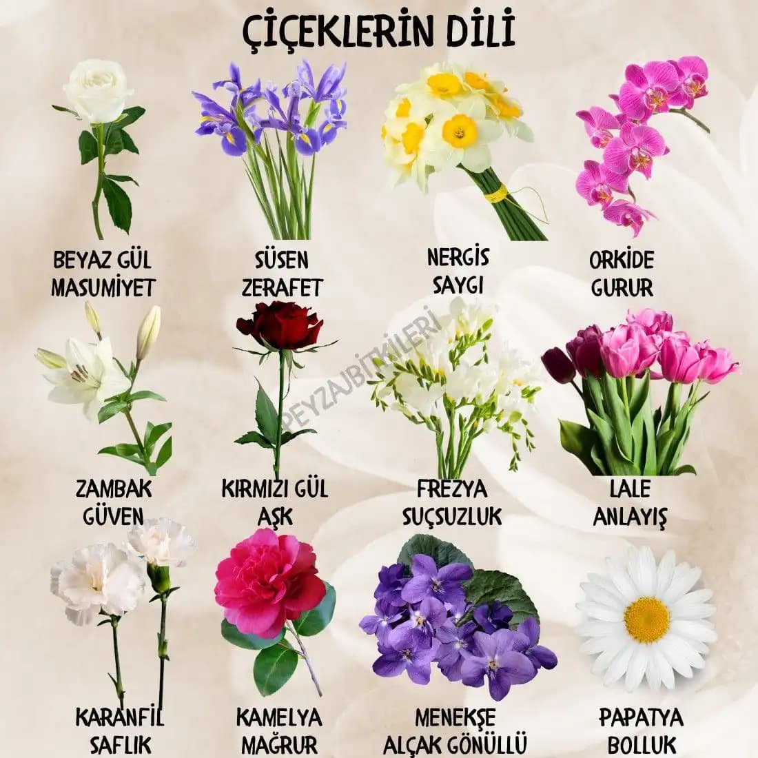 Anlamlı Çiçek İsimleriyle Dekorasyona Derinlik ve Sembolik Dokunuşlar