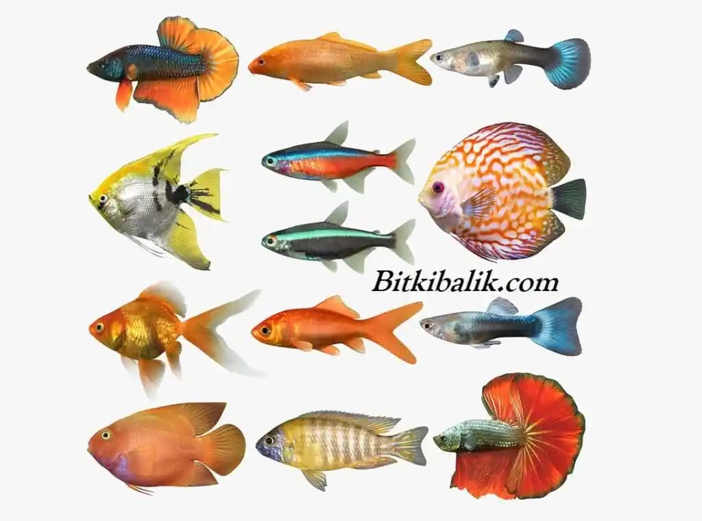 Balık Akvaryumu Dekorasyonu İçin Modern ve Doğal Tasarım Fikirleri