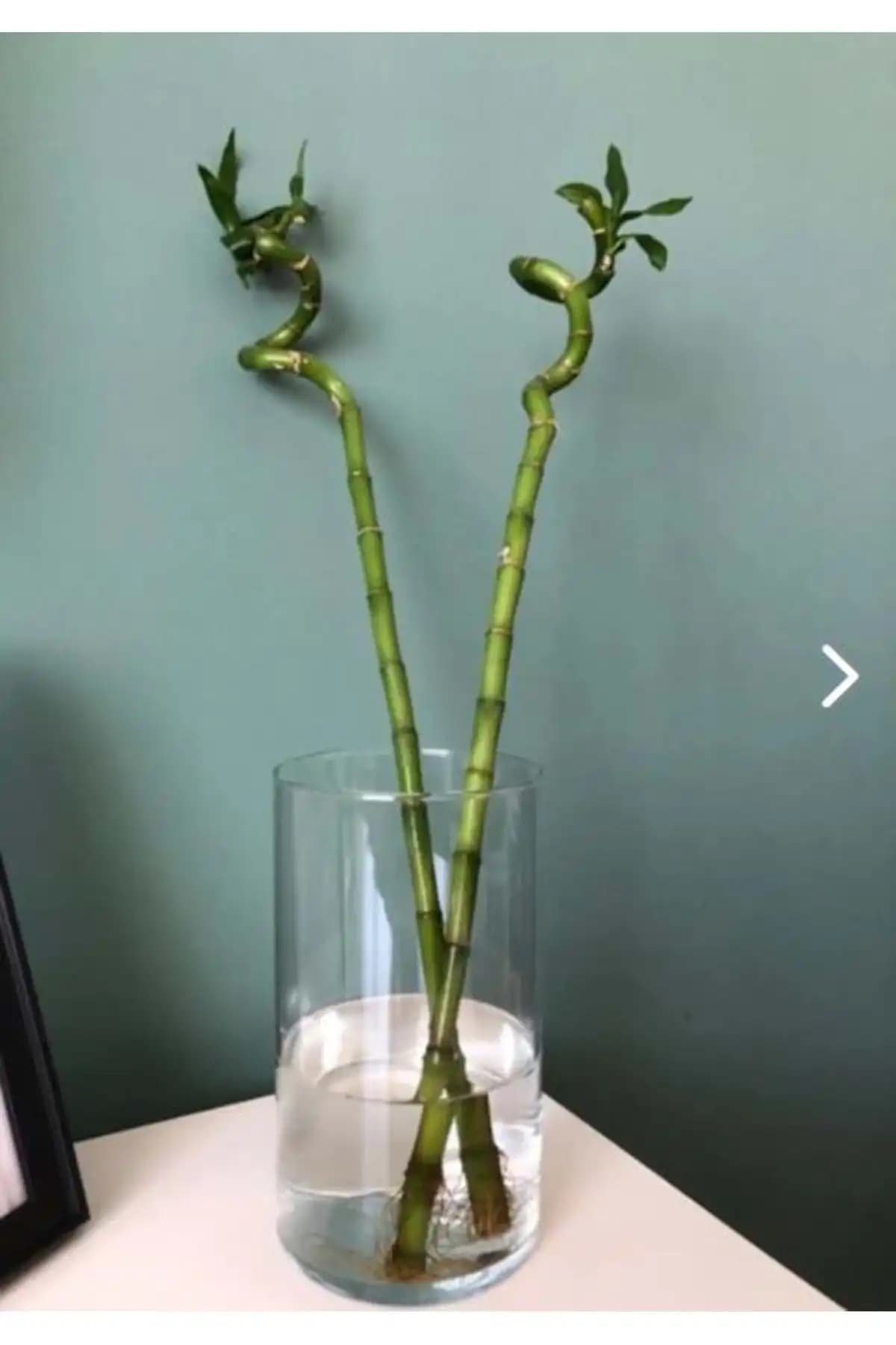 Bambu Çiçeği Vazosu Fiyatları ve Dekorasyonda Kullanım İpuçları