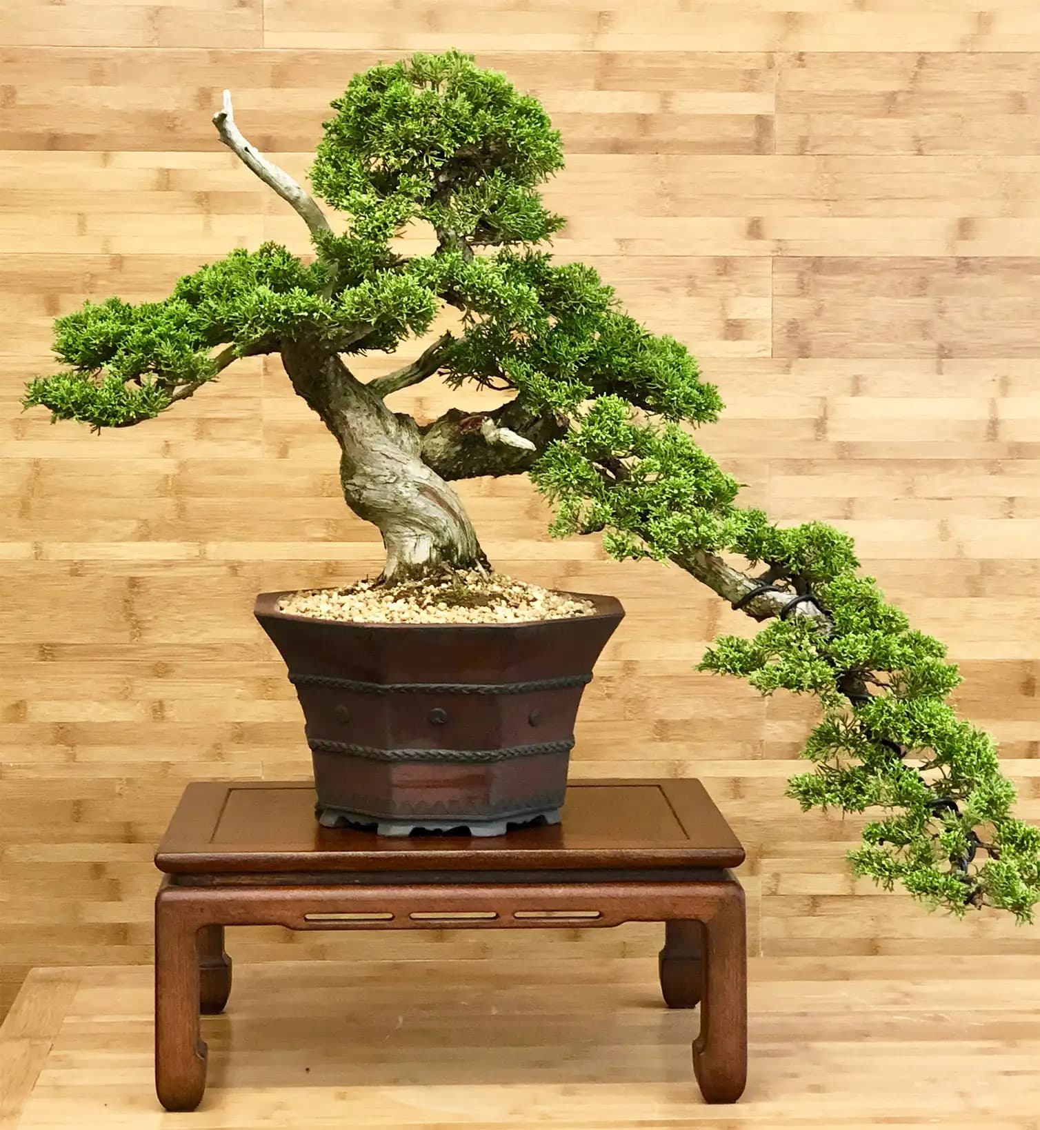 Dekorasyonda Bonsai Kullanımı: Doğal Güzellik ve Estetik İçin Modern Çözümler