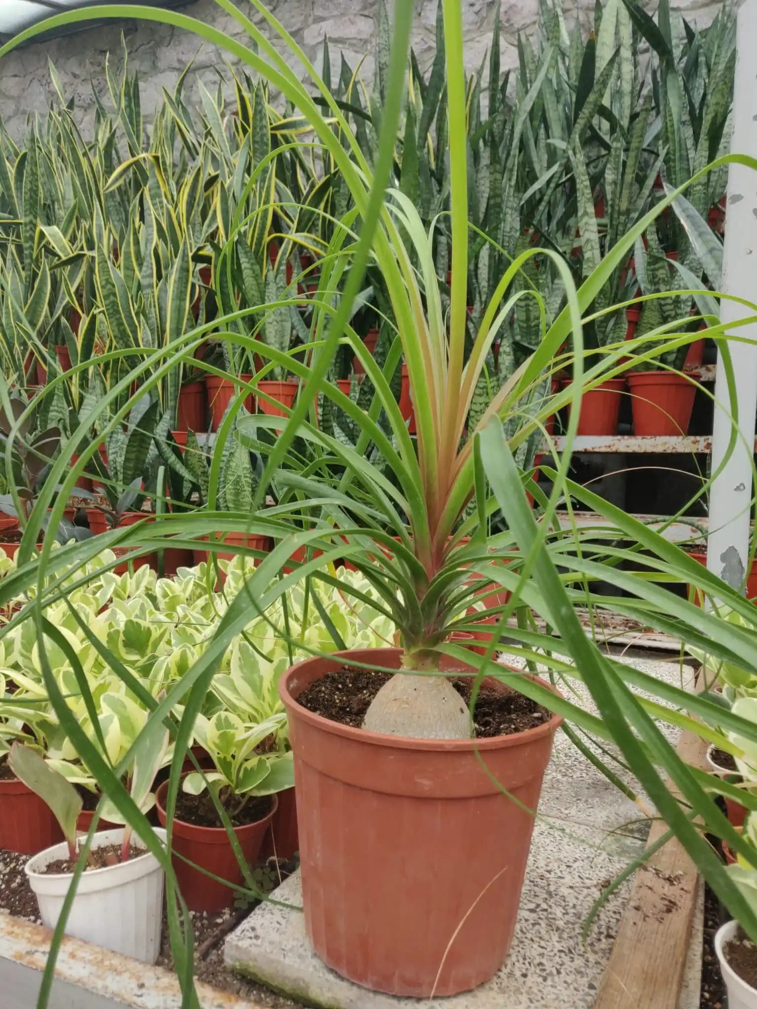 Deve Ayağı Çiçeği: Modern İç Mekan Dekorasyonunda Göz Alıcı ve Sağlıklı Bitki Seçeneği