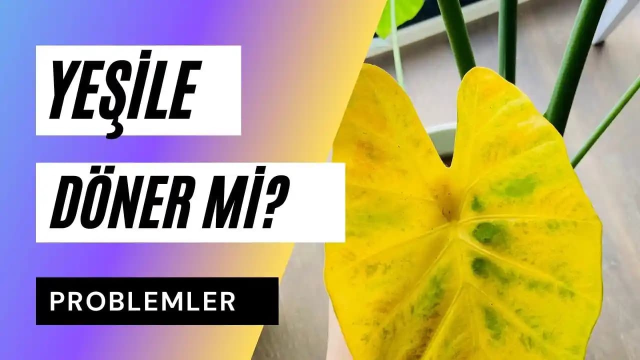 Difenbahya Bakımı ve Yaprak Sararması Sorunlarına Çözüm Rehberi