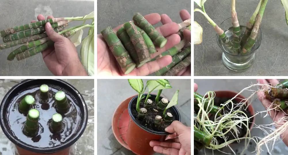 Difenbahya Çoğaltma Yöntemleri ve Dekorasyonda Kullanımı Rehberi