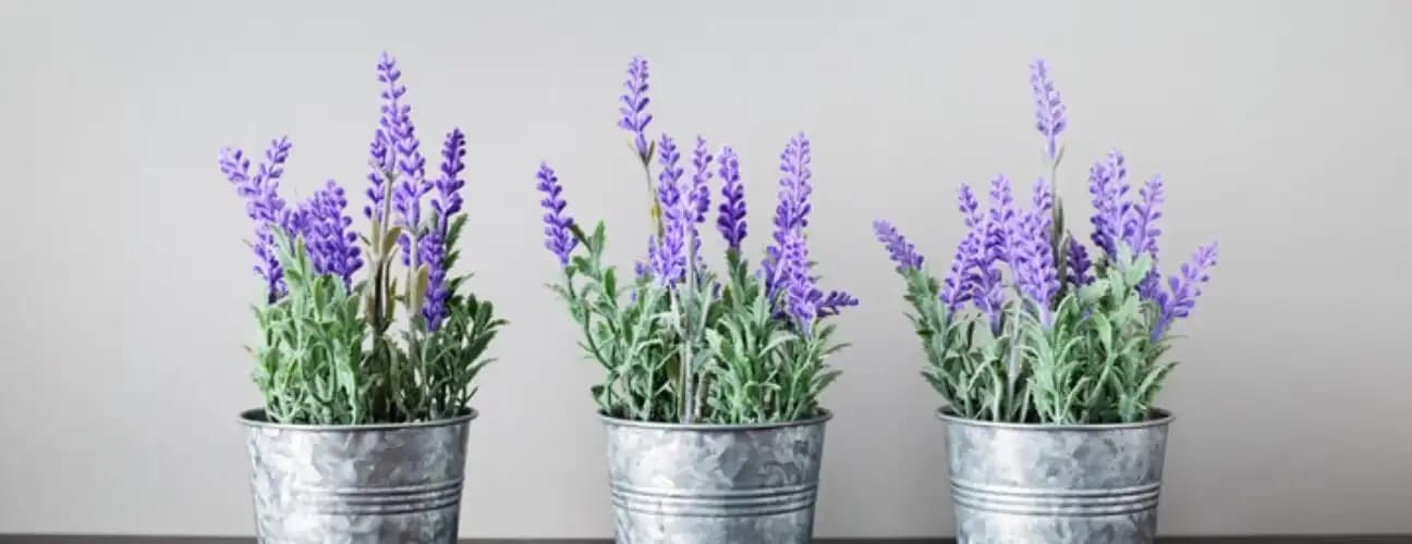 Evde Lavanta Kokusu ile Dekorasyon ve Aromaterapi İpuçları