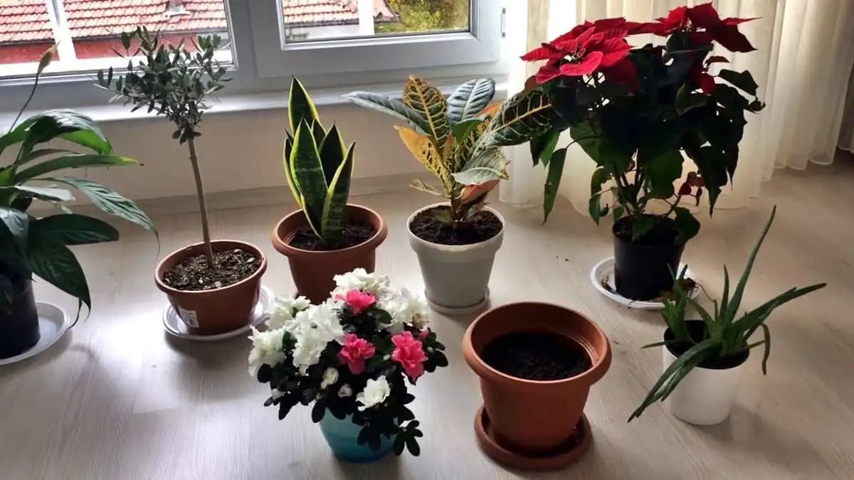 Evde Saksı Çiçekleriyle Dekorasyonun Temel İlkeleri ve Popüler Bitki Seçenekleri
