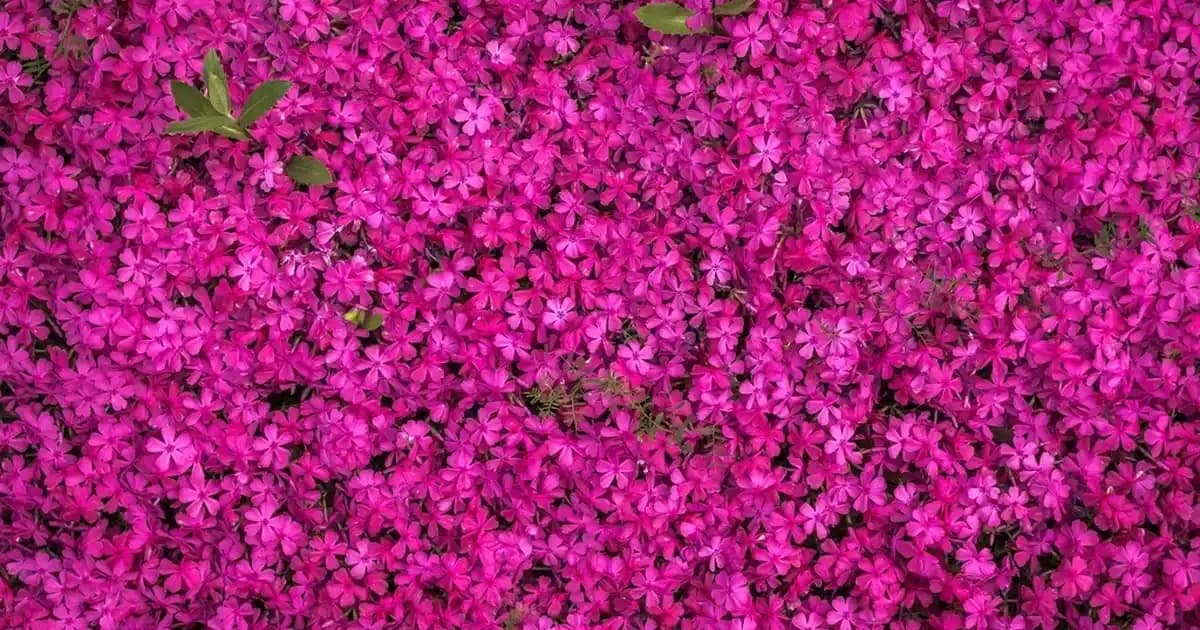 Göbekli Nevresim Takımı ile Yatak Odasında Şıklık ve Konforun En İyi Kombinasyonu