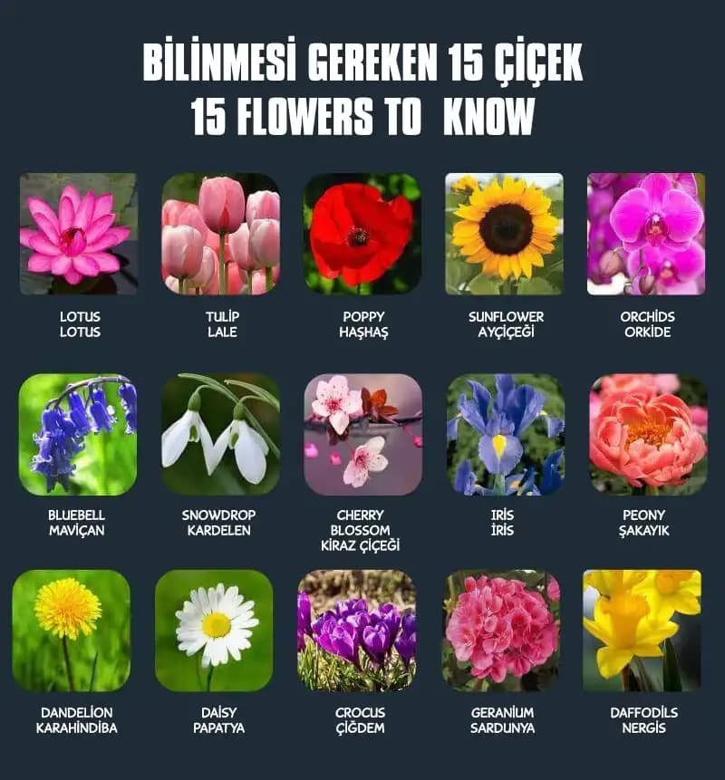 Güzel Çiçek Kokuları ve Dekorasyonda Kullanım Rehberi Doğal Aromalarla Evinize Zarafet Katın
