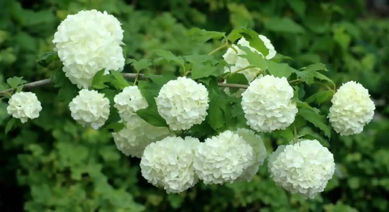 Kartopu Çiçeği Dekorasyonda Doğal ve Şık Bir Unsur Olarak Kullanımı