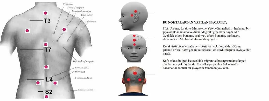 Kuru Kupa Noktaları ile Mekanlara Doğal ve Estetik Dokunuşlar Yapma Rehberi