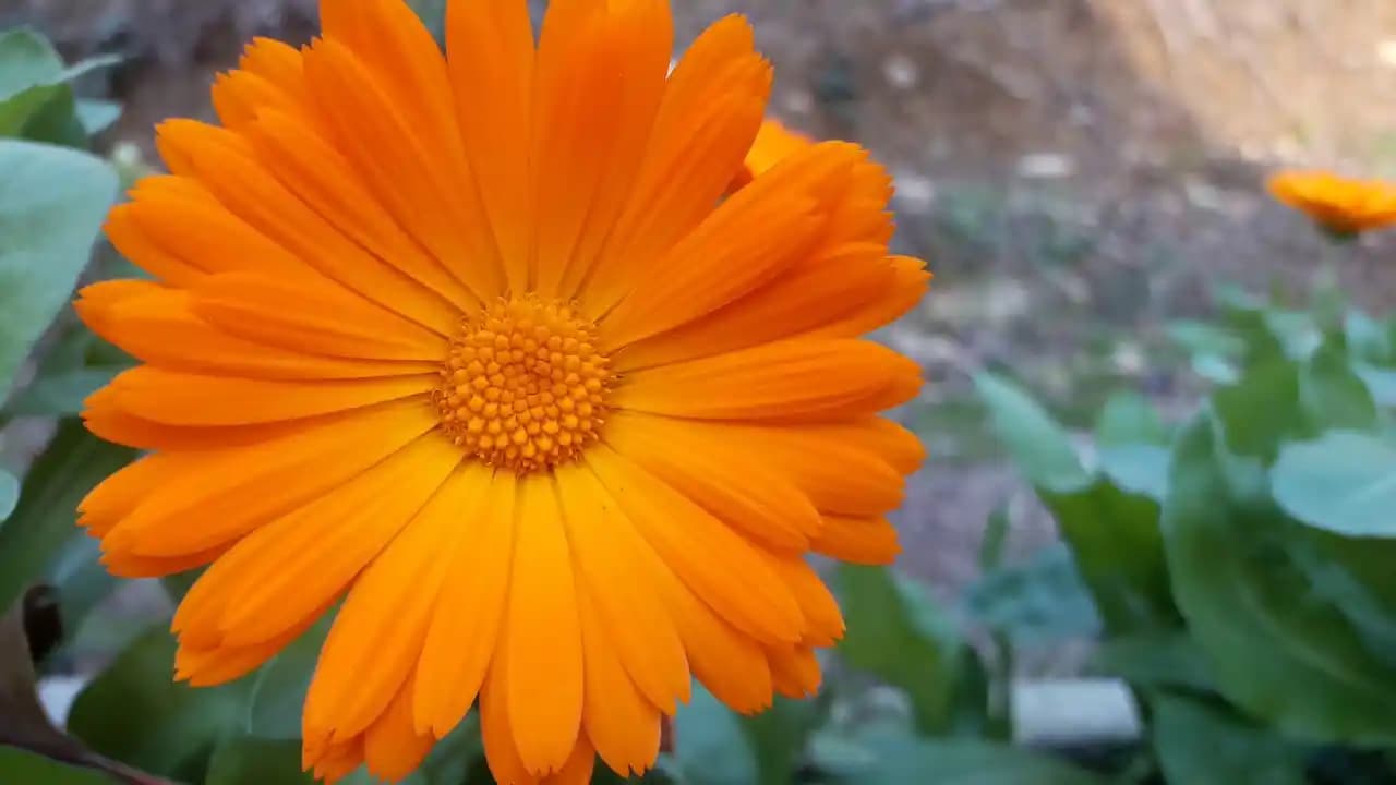 Dekorasyonda Canlı ve Enerjik Bir Dokunuş: Turuncu Papatya Kullanım İpuçları