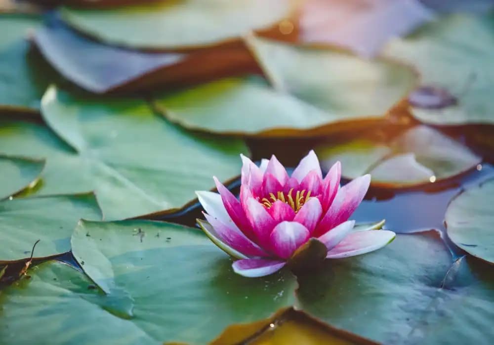 Lotus Çiçeği ve Dekorasyonda Kullanımının Önemi ve Faydaları