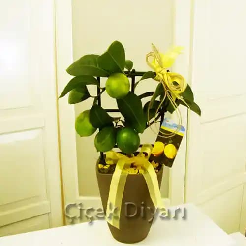 Mini Saksı Çiçekleriyle Dekorasyonunuzu Canlandırmanın Yolları ve İpuçları