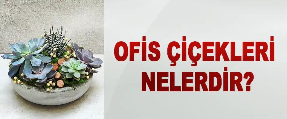 Ofis Masa Çiçekleri ile Çalışma Ortamını Canlandırma ve Şıklık Katma