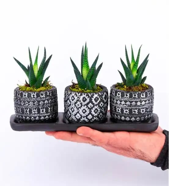 Sukulentler ile Modern ve Estetik İç Mekan Dekorasyonu Rehberi