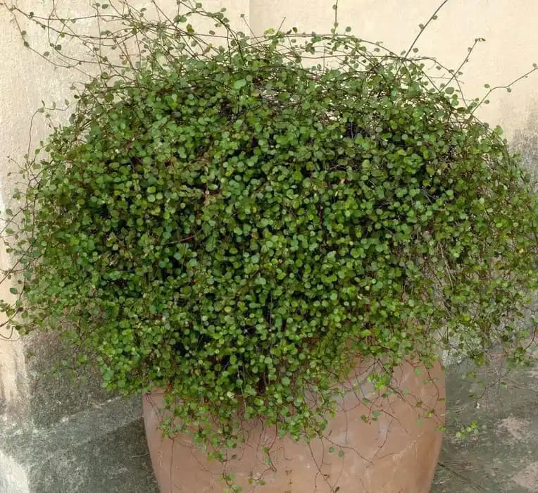 Tel Sarmaşığı ile Dekorasyonda Doğal Şıklık ve Estetik Çözümler