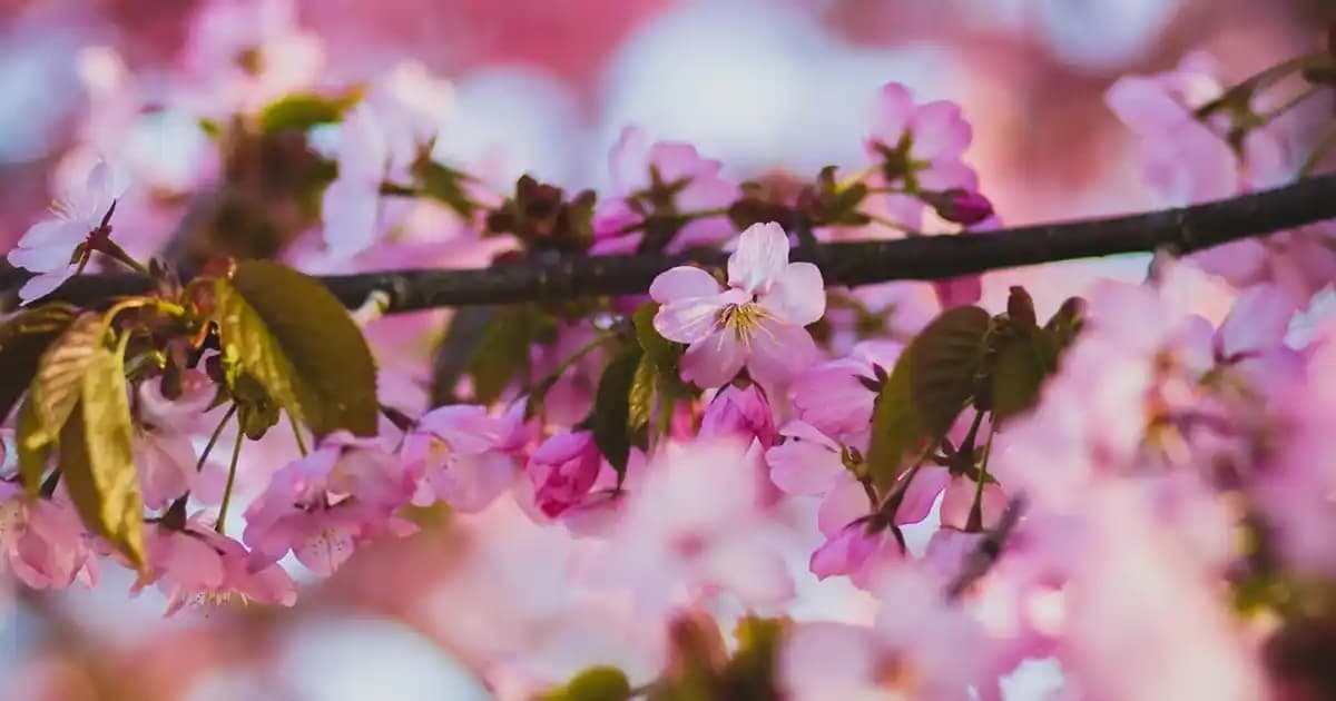 Tepsi Örtüsü Dekorasyonda Şıklık ve İşlevselliğin Birleştiği Detay