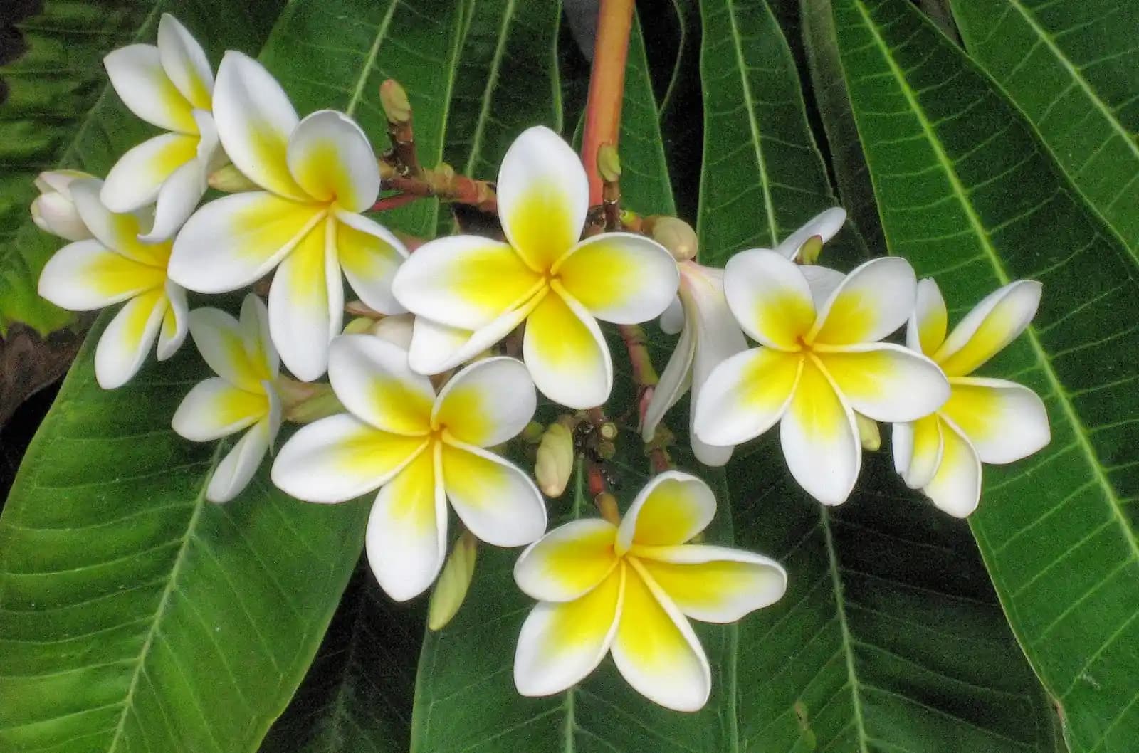 Yasemin Çiçeği Dekorasyonda Zarafet ve Doğal Güzelliğin Sembolü