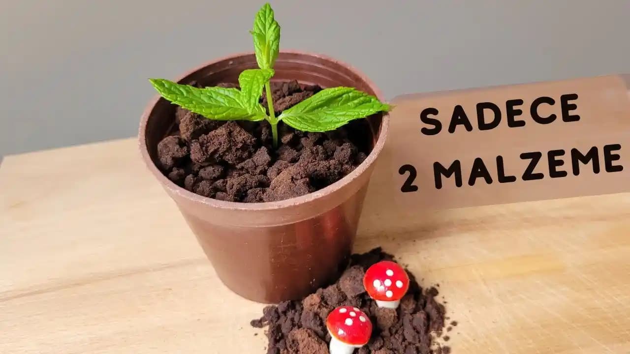 Yenilebilir Toprak ile Dekorasyonda Sürdürülebilir ve Doğa Dostu Yaklaşımlar