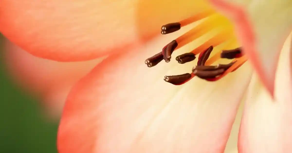 Zebra Deseniyle Evinize Modern ve Dinamik Bir Dekorasyon Katın