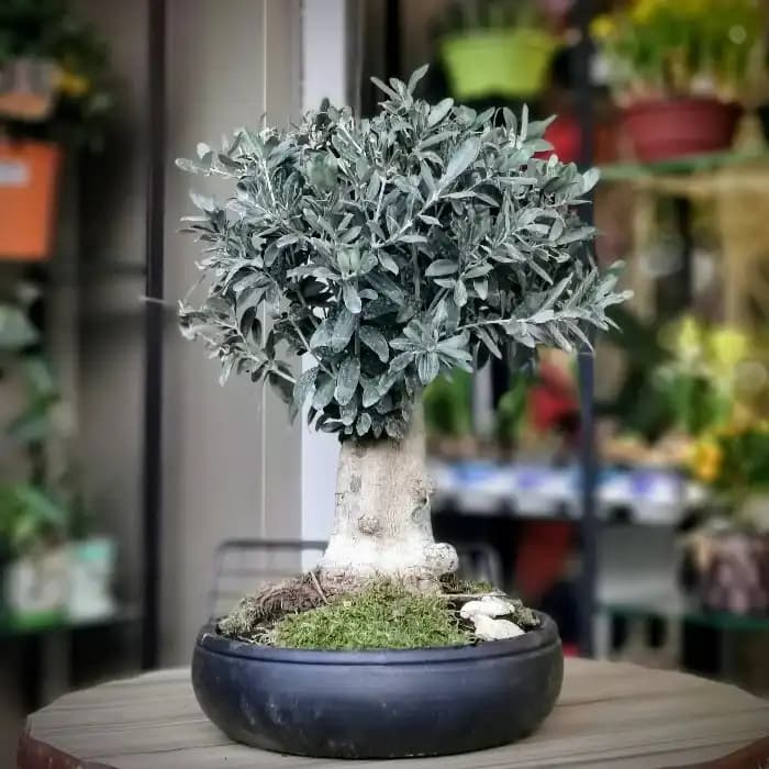 Zeytin Ağacı Bonsai ile Dekorasyonda Doğal ve Zarif Bir Dokunuş Yapın