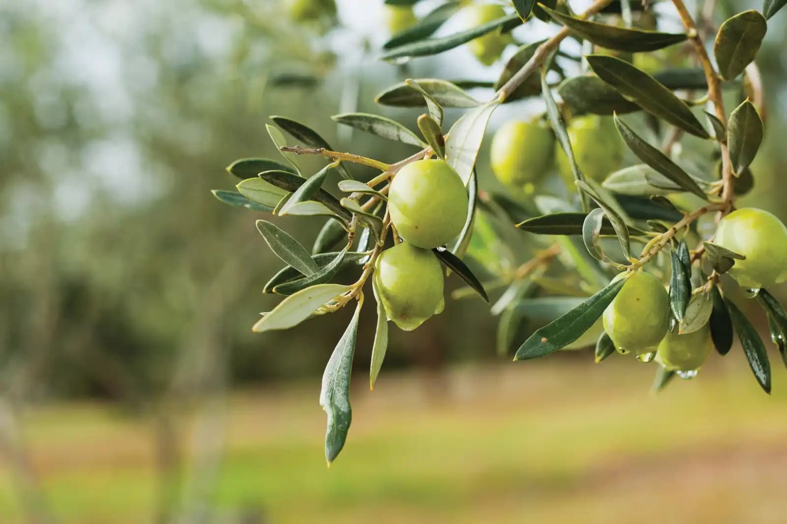 Zeytin Ağacı Sembolik Anlamları ve Dekorasyonda Kullanım İpuçları