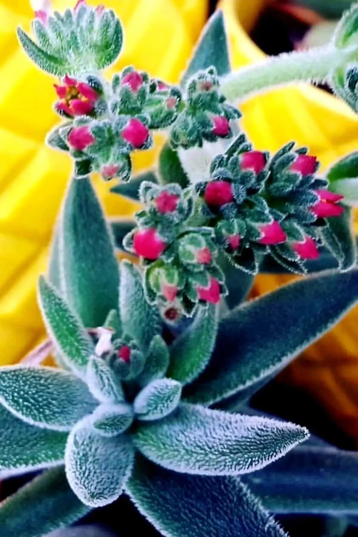 Çiçekflix Crassula ve ebotanik Sukulent Karşılaştırması: Hangi Bitki Sizin İçin Uygun 1