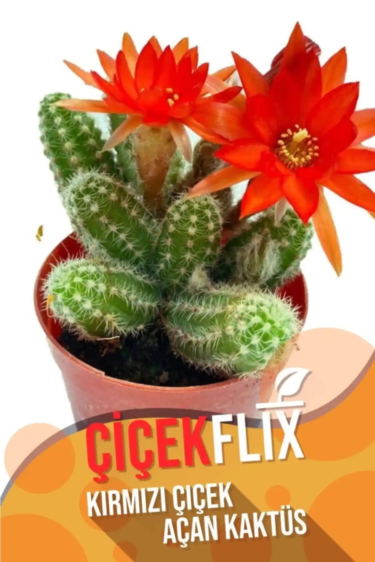 ÇİÇEKFLİX Kaktüsleri Karşılaştırması: Chamaecyparis Silvestrii ve New Süperbum Özellikleri