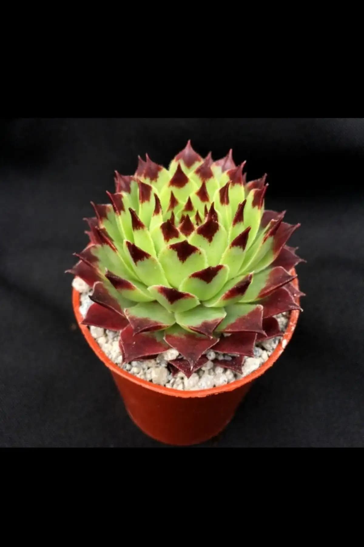 Çiçekflix Sempervivum Calcereum ve Toptan Kaktüs Dikenli İncir Karşılaştırması 1