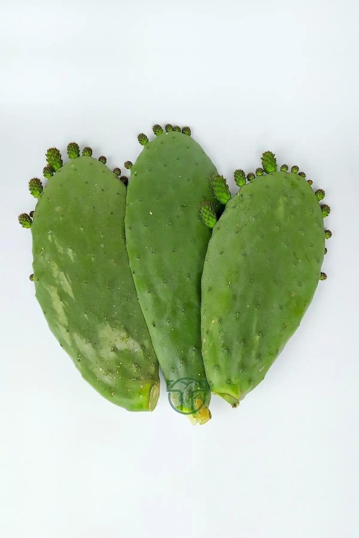 Çiçekflix Sempervivum Calcereum ve Toptan Kaktüs Dikenli İncir Karşılaştırması 2