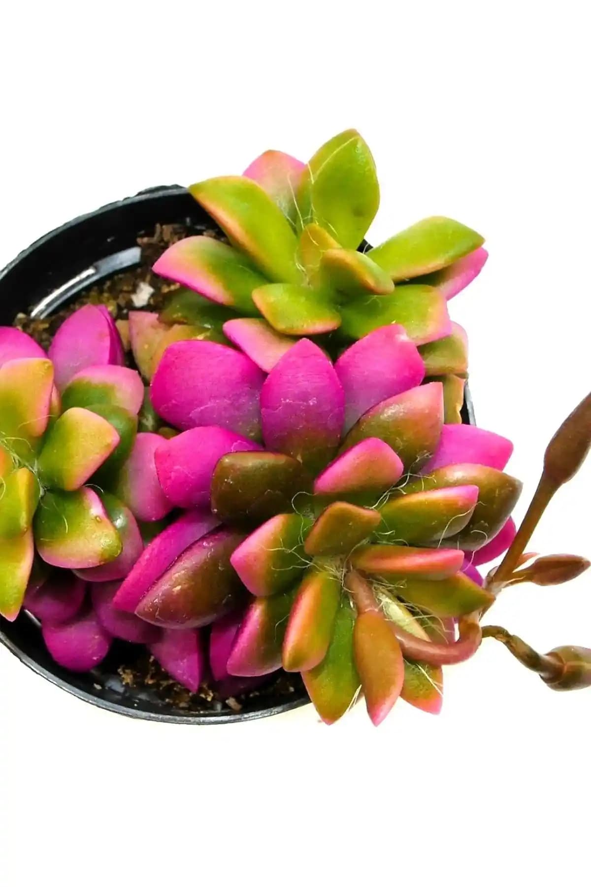 ÇİÇEKFLİX Sukulentleri Karşılaştırması: Joktuğ Kaktüs ve Sempervivum Calcereum Özellikleri