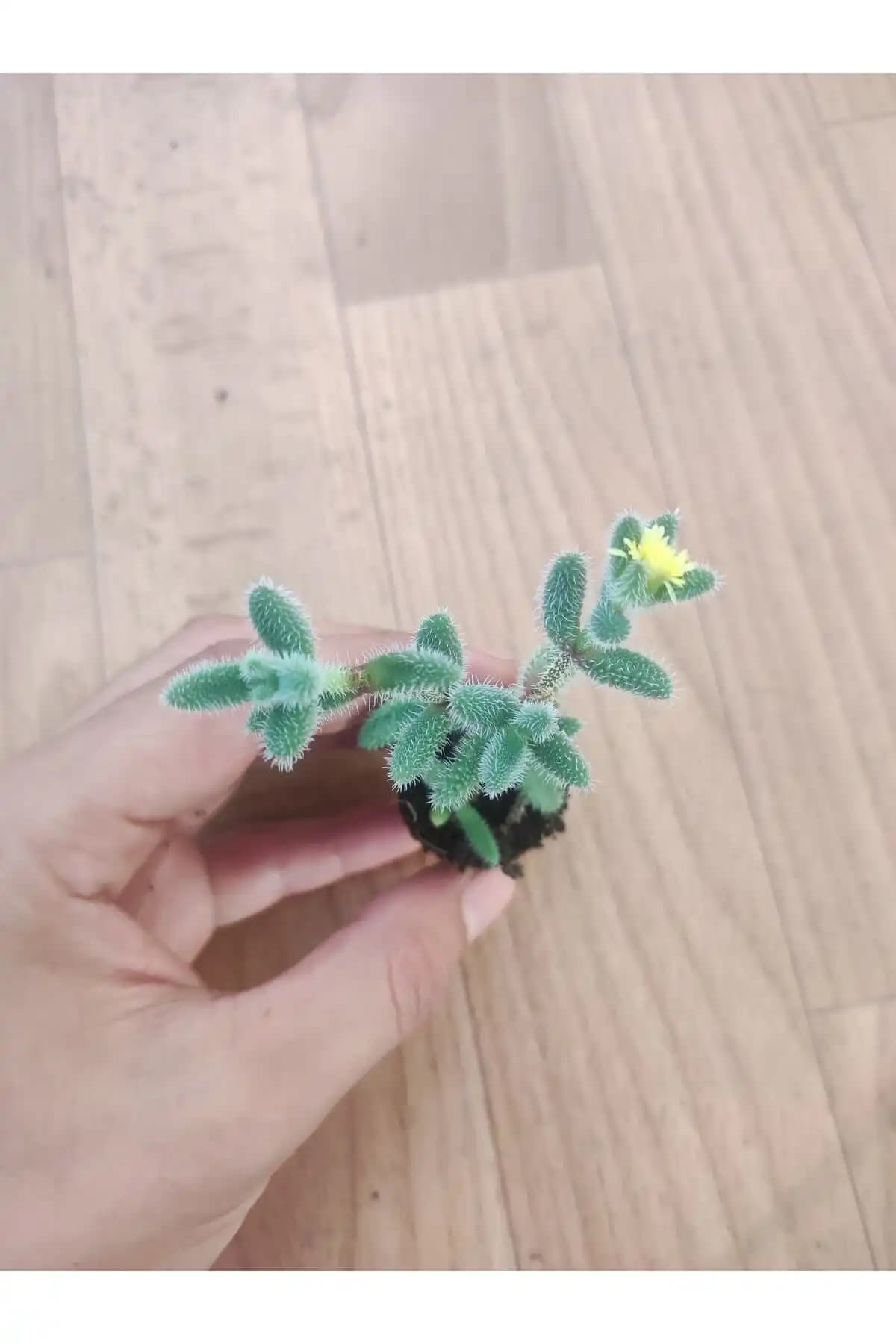 Delosperma Echinatum ve Sedum Burrito Sukulentleri Karşılaştırması: Hangi Bitki Sizin İçin Uygun 1