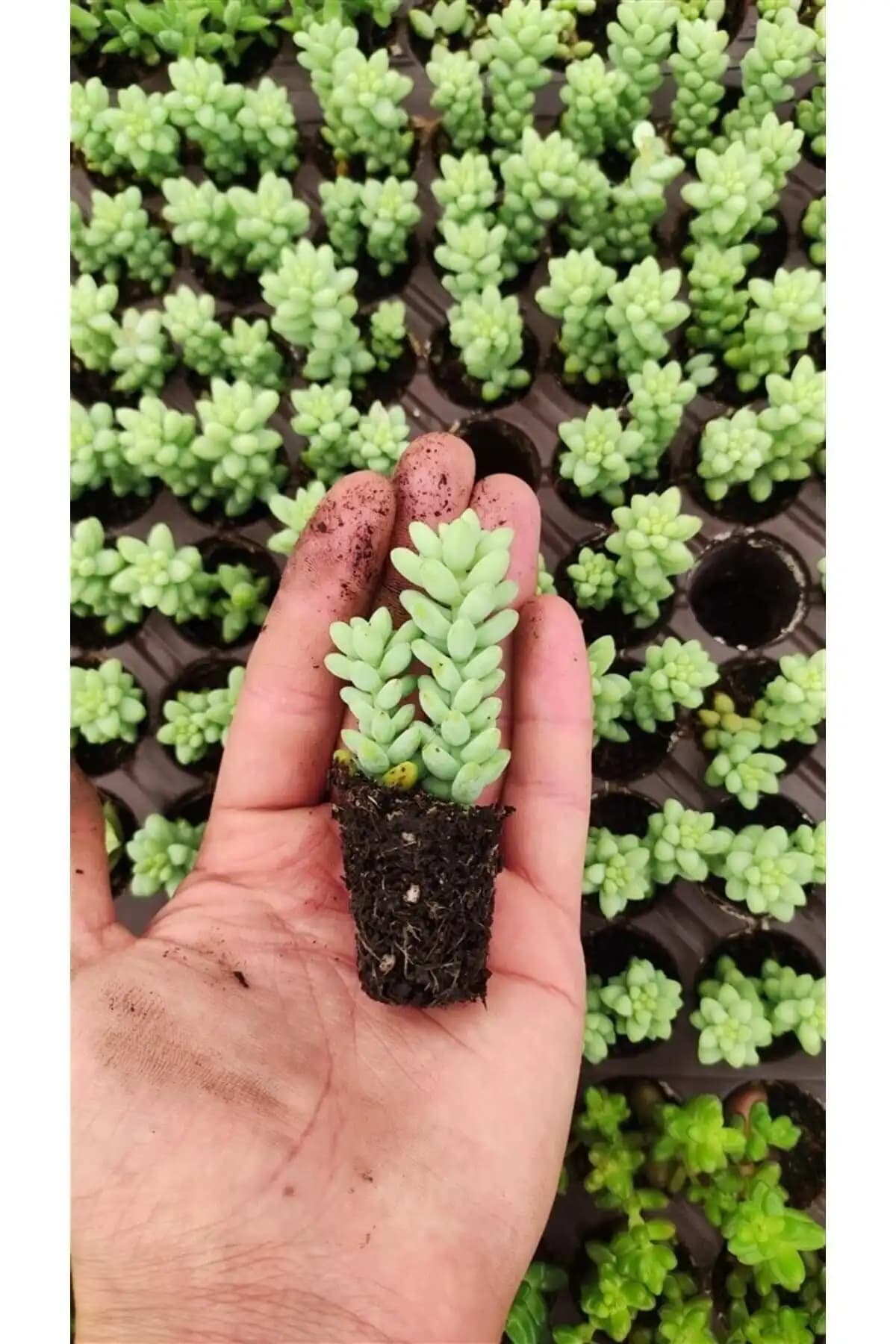Delosperma Echinatum ve Sedum Burrito Sukulentleri Karşılaştırması: Hangi Bitki Sizin İçin Uygun 2