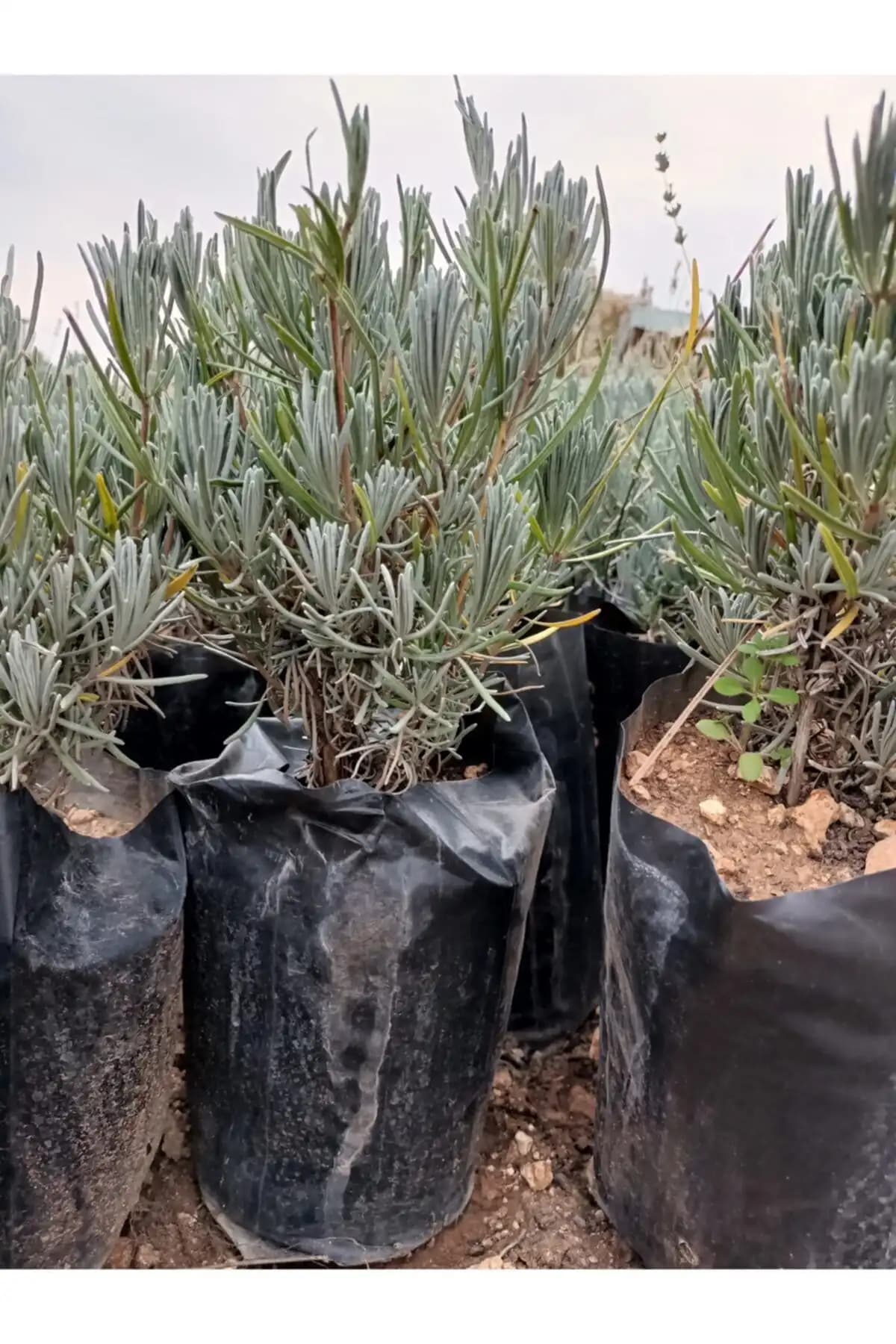 Lavanta Fidanları Karşılaştırması: EGEMEN FİDANCILIK ve Mimoza Fidanlarının Özellikleri 1