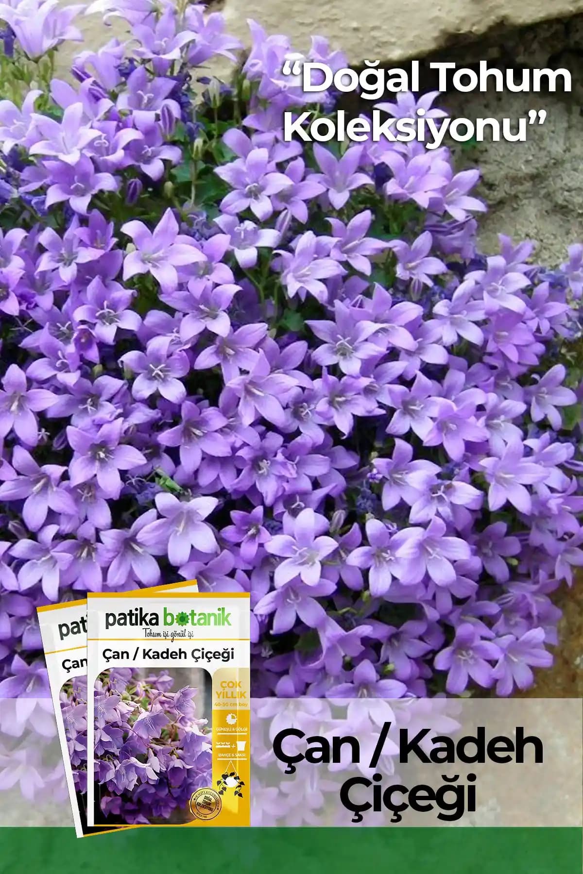 Patika Botanik Çan Kadeh ve Civanperçemi Tohumlarının Karşılaştırması ve Bahçe Uygulamaları