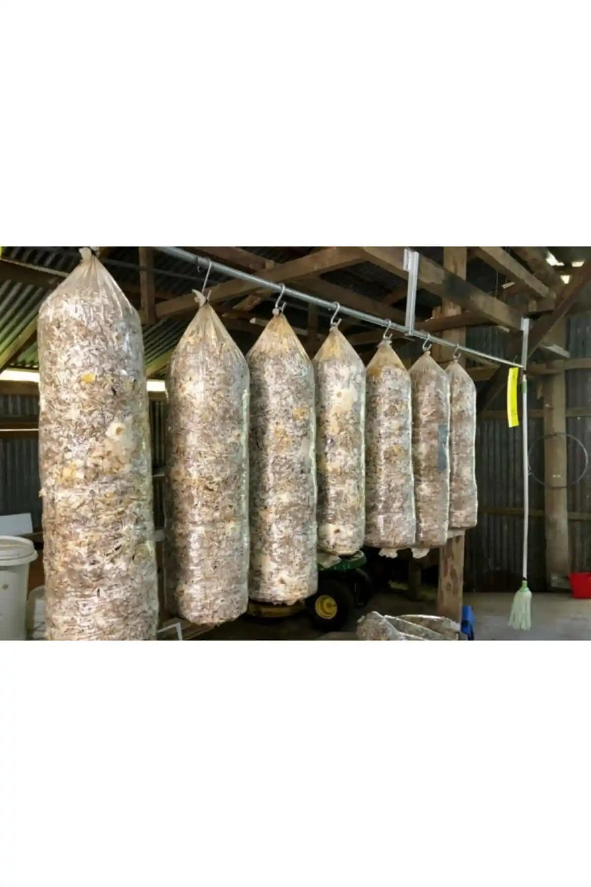 Arnego 8 Lt 4 Kg İstiridye Mantarı Miseli Tohum Kompostu Üretim ve Yetiştirme Rehberi