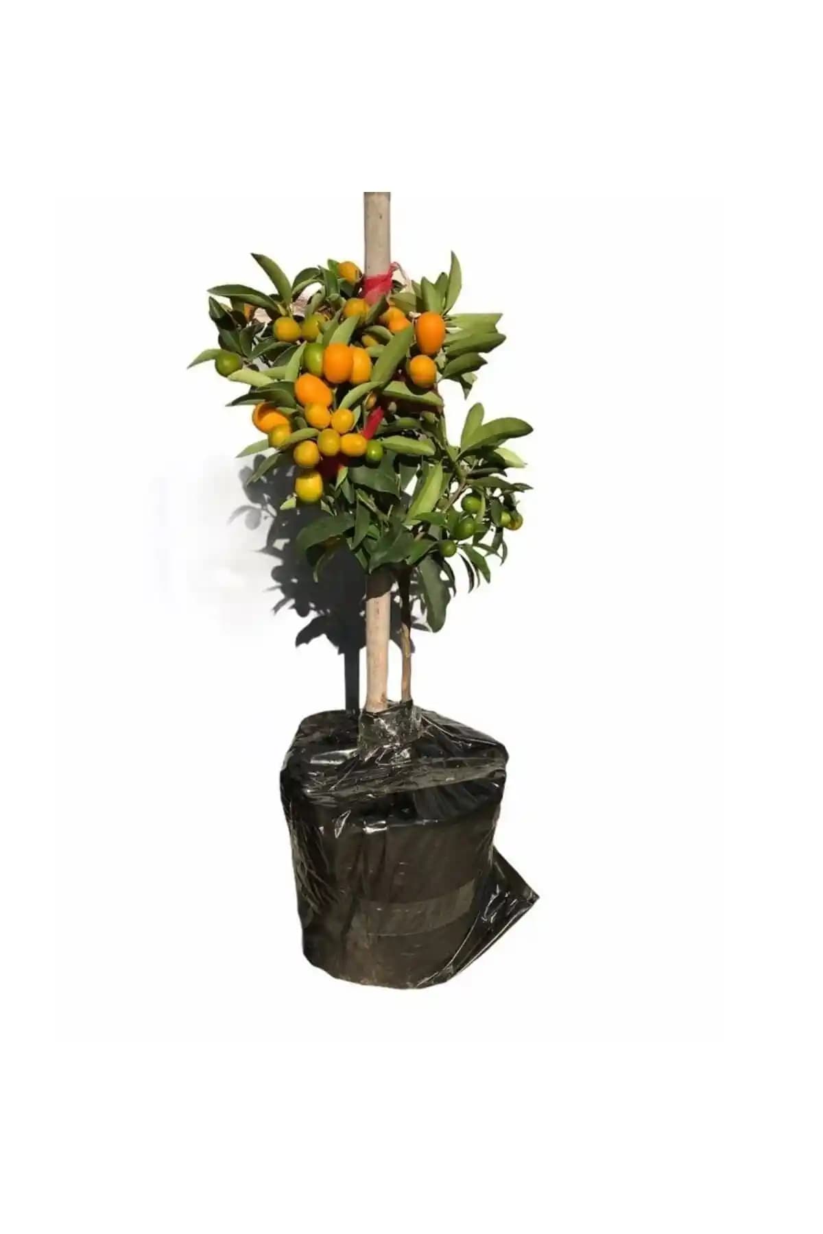 Bahçenize Renk Katacak Kamkat Fidanı ile Doğal Meyve Yetiştiriciliği Rehberi