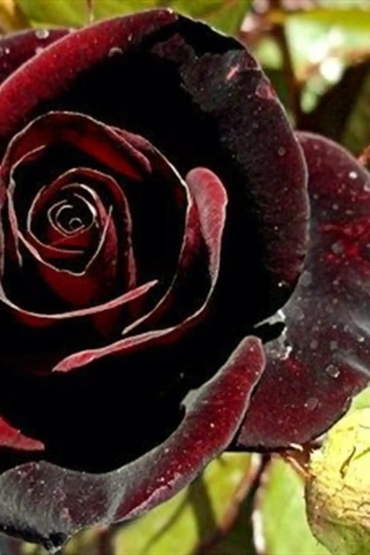 ÇİÇEKFLİX Siyah Gül: Estetik ve Dekoratif Amaçlar İçin Koyu Kırmızı ve Siyah Renk Seçenekleriyle Sunulan Çiçek Bitkisi