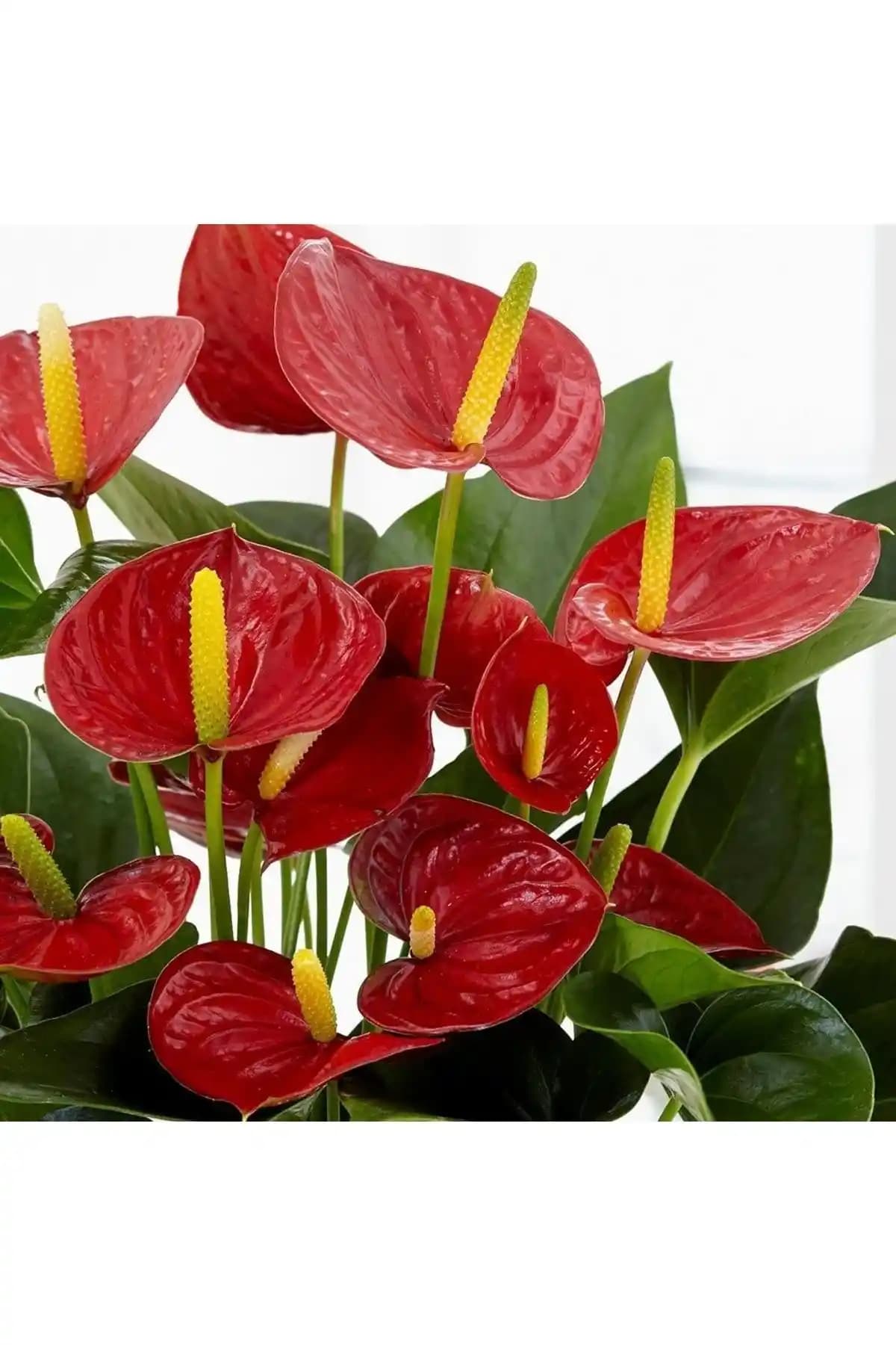 Genel Markalar Antoryum Fidesi: Canlı ve Şık İç Mekân Dekorasyonu İçin Uygun Bitki