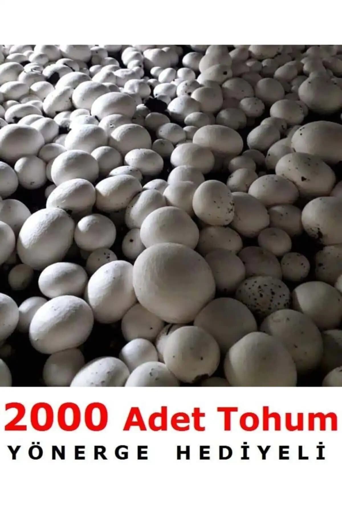 Küçük Ölçekli ve Doğa Dostu Kültür Mantarı Tohumu ile Evde Mantar Yetiştiriciliği