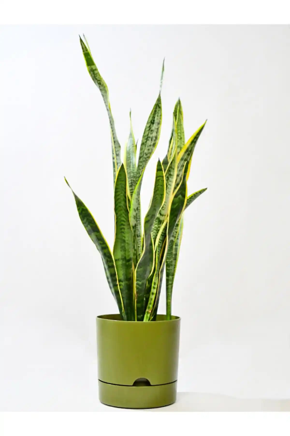 Leogarden Begonya 5 Lt Yeşil Saksı Modern ve Şık İç Mekân Dekorasyonu İçin Idealdir