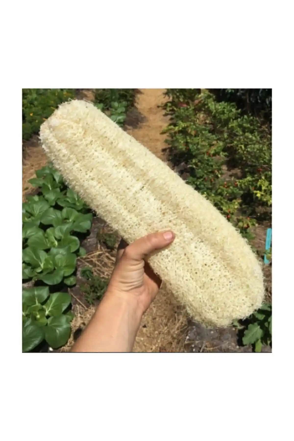 Nadit İthal Lif Kabak Tohumu: Doğal ve Verimli Sebze Yetiştiriciliği İçin Ideal Seçenek