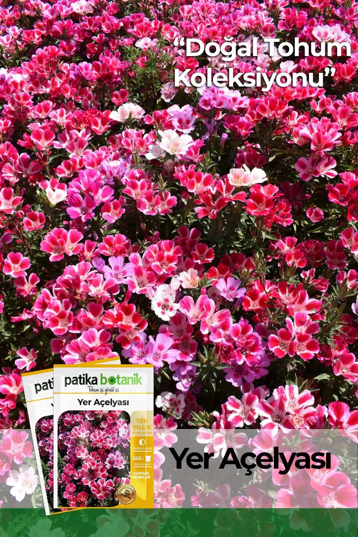 Patika Botanik 50 Adet Yer Açelyası Tohumu ile Bahçe ve Saksı Dekorasyonunda Renkli Çiçekler