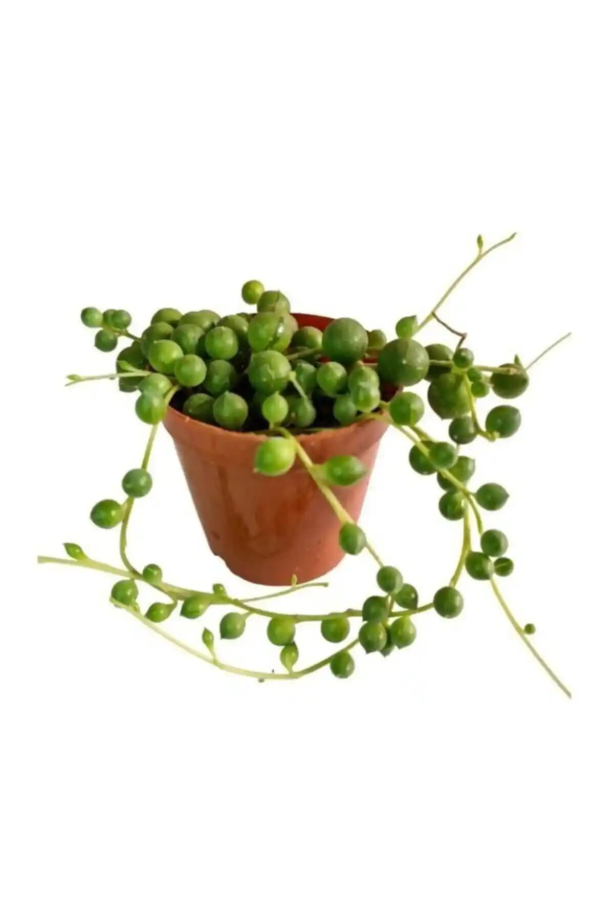 Senecio Tesbih Çiçeği: Dekoratif ve Dayanıklı Sukulent Bitki Özellikleri