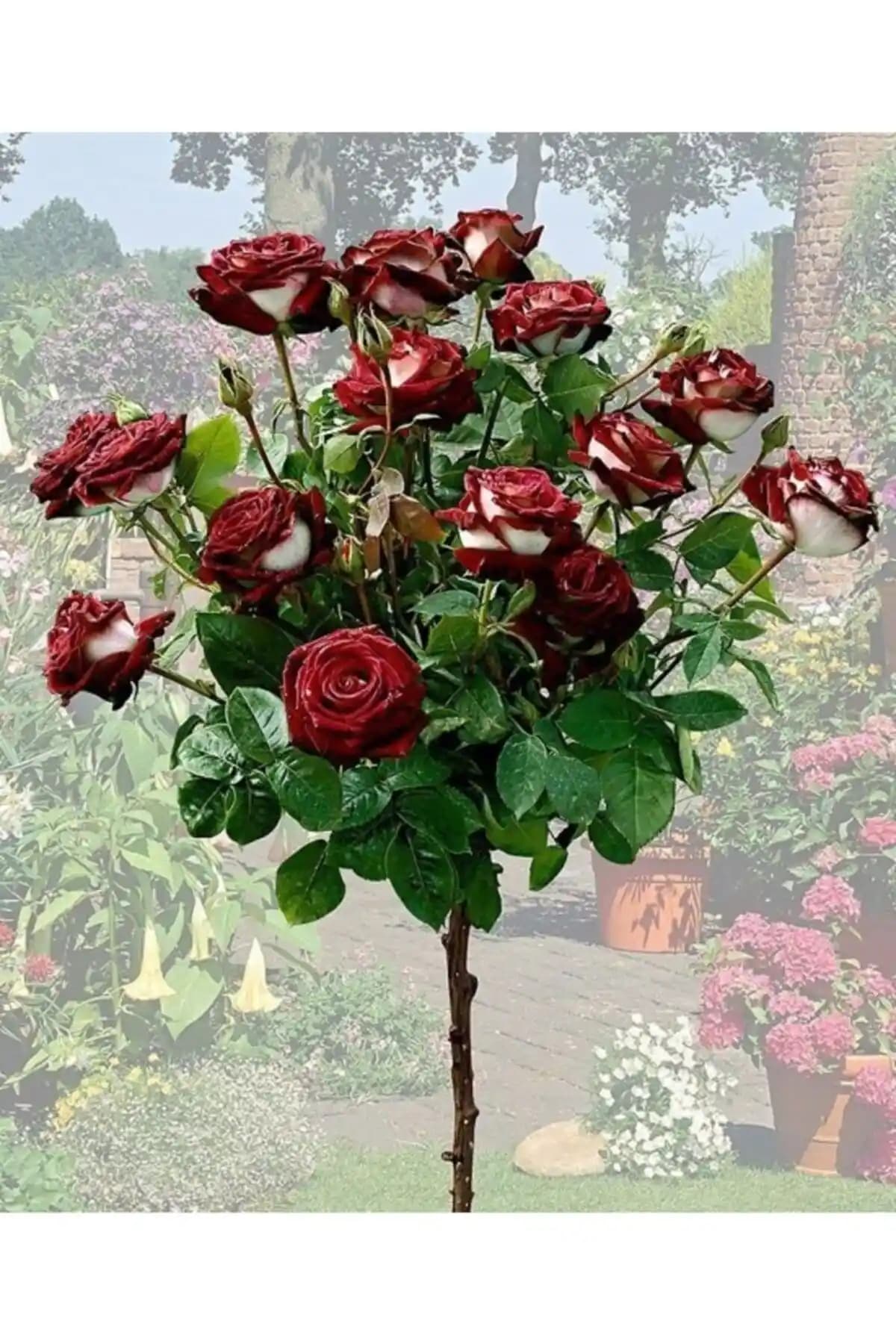 Yayla Tarım Gül Fidanları Seti: Renkli ve Estetik Bahçe Düzenlemesi İçin Uygun