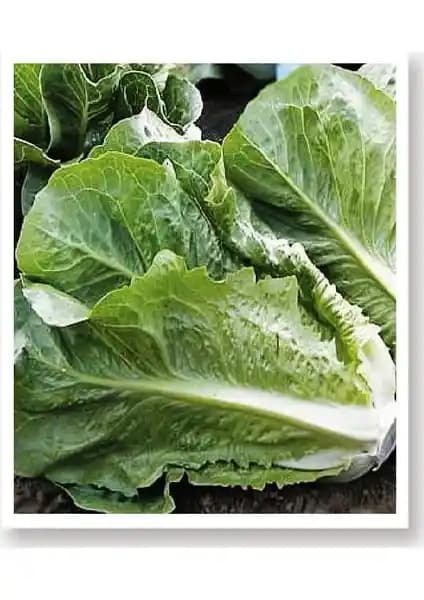 Agrodal Tarım Ata Tohumu Yedikule Marul: Doğal ve Güvenilir Yerli Tohum Seçeneği