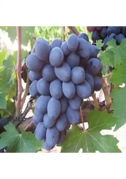 Antep Karası Üzüm Fidanı Tüplü 2 Yaşında, Aromalı ve Yüksek Verimli